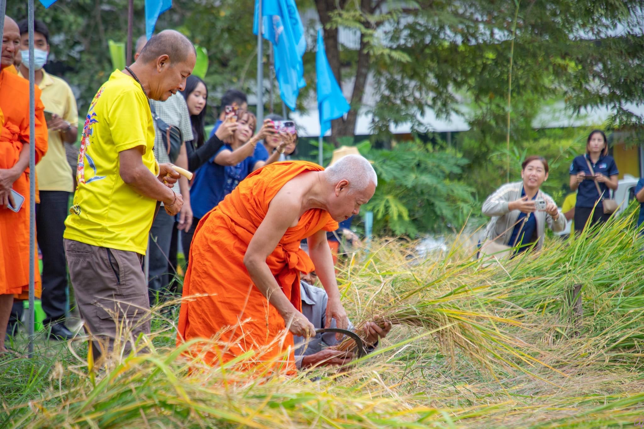 พช.สมุทรสงคราม ร่วมกิจกรรม “ปลูกวันแม่ เกี่ยววันพ่อ สานต่อนาปันสุข ปลูกข้าวให้น้อง พลังบวร” ปี 2567