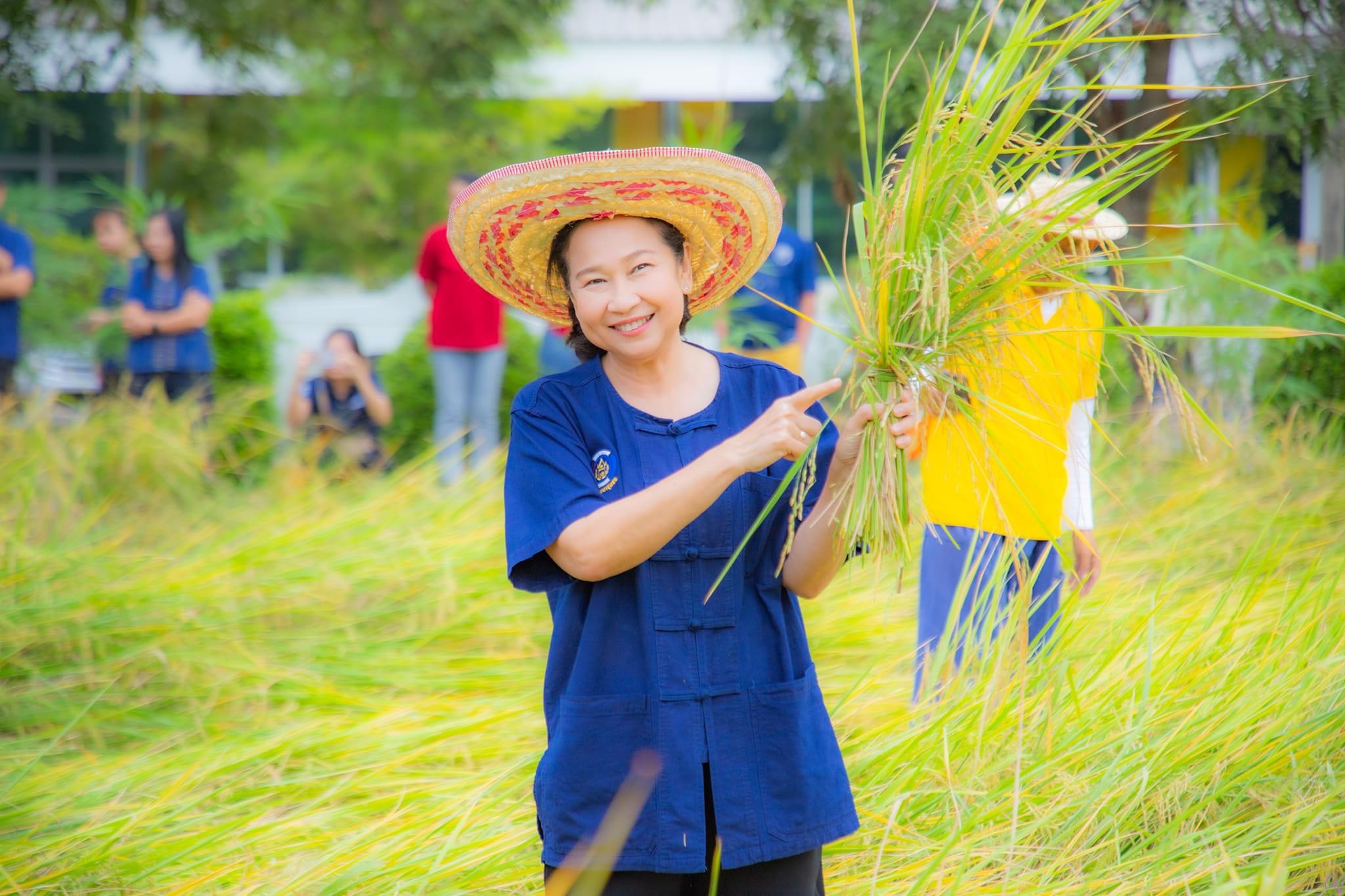 พช.สมุทรสงคราม ร่วมกิจกรรม “ปลูกวันแม่ เกี่ยววันพ่อ สานต่อนาปันสุข ปลูกข้าวให้น้อง พลังบวร” ปี 2567