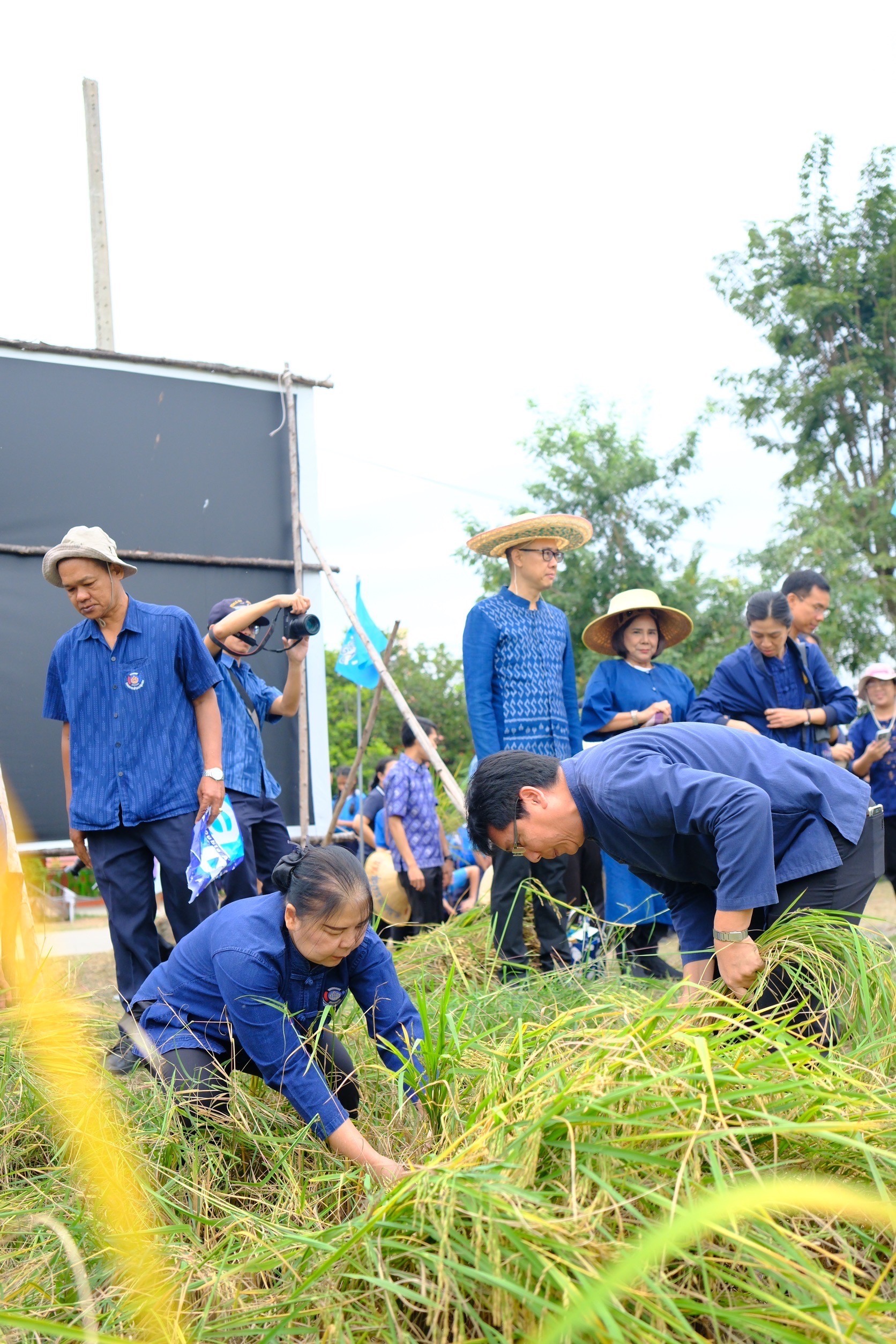 พช.สมุทรสงคราม ร่วมกิจกรรม “ปลูกวันแม่ เกี่ยววันพ่อ สานต่อนาปันสุข ปลูกข้าวให้น้อง พลังบวร” ปี 2567