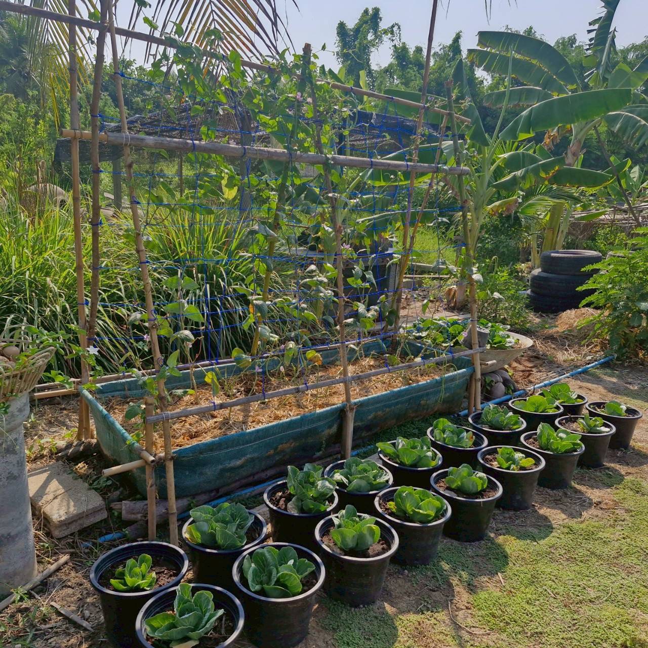 พช.สมุทรสงคราม ร่วมกับเครือข่ายกสิกรรมธรรมชาติและโคก หนอง นา จังหวัดสมุทรสงคราม จัดกิจกรรม “เอามื้อสามัคคี เราทำความดีด้วยหัวใจ ครั้ง 35”